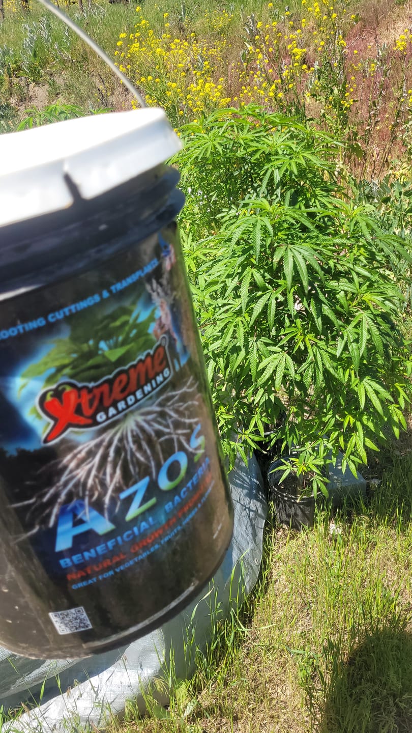 Customer photo review of Xtreme Gardening MYKOS Pure Mycorrhizal Inoculum