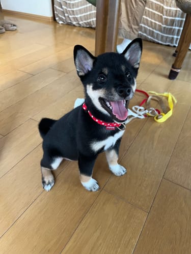 Customer photo review of FunFunPet 高機能ハーネス（お名前タグ作成サービス付き）