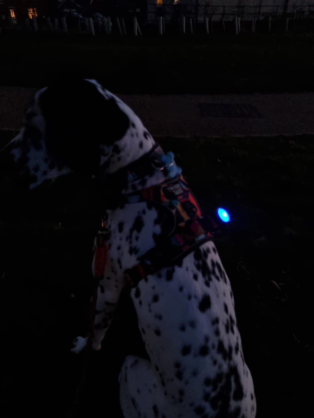 Customer photo review of TrekBright® Dog Safety Light