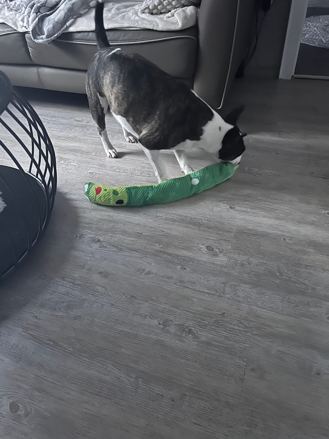 Customer photo review of Allergietest Basic Hund