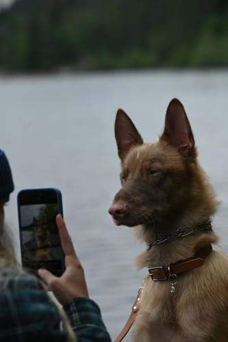 Customer photo review of Terracotta - Classic Biothane Dog Collar