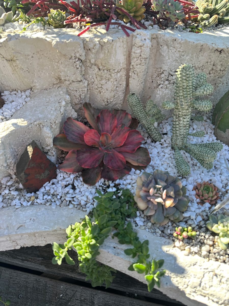 Customer photo review of Echeveria 'Red Phoenix' Variegated