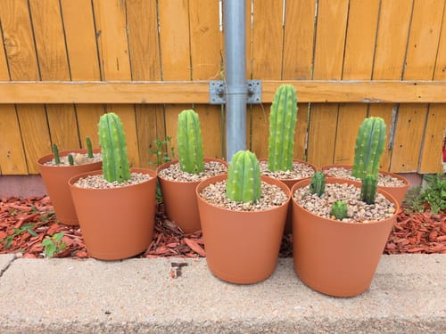 Customer photo review of Trichocereus Bridgesii | Bolivian Torch Cactus