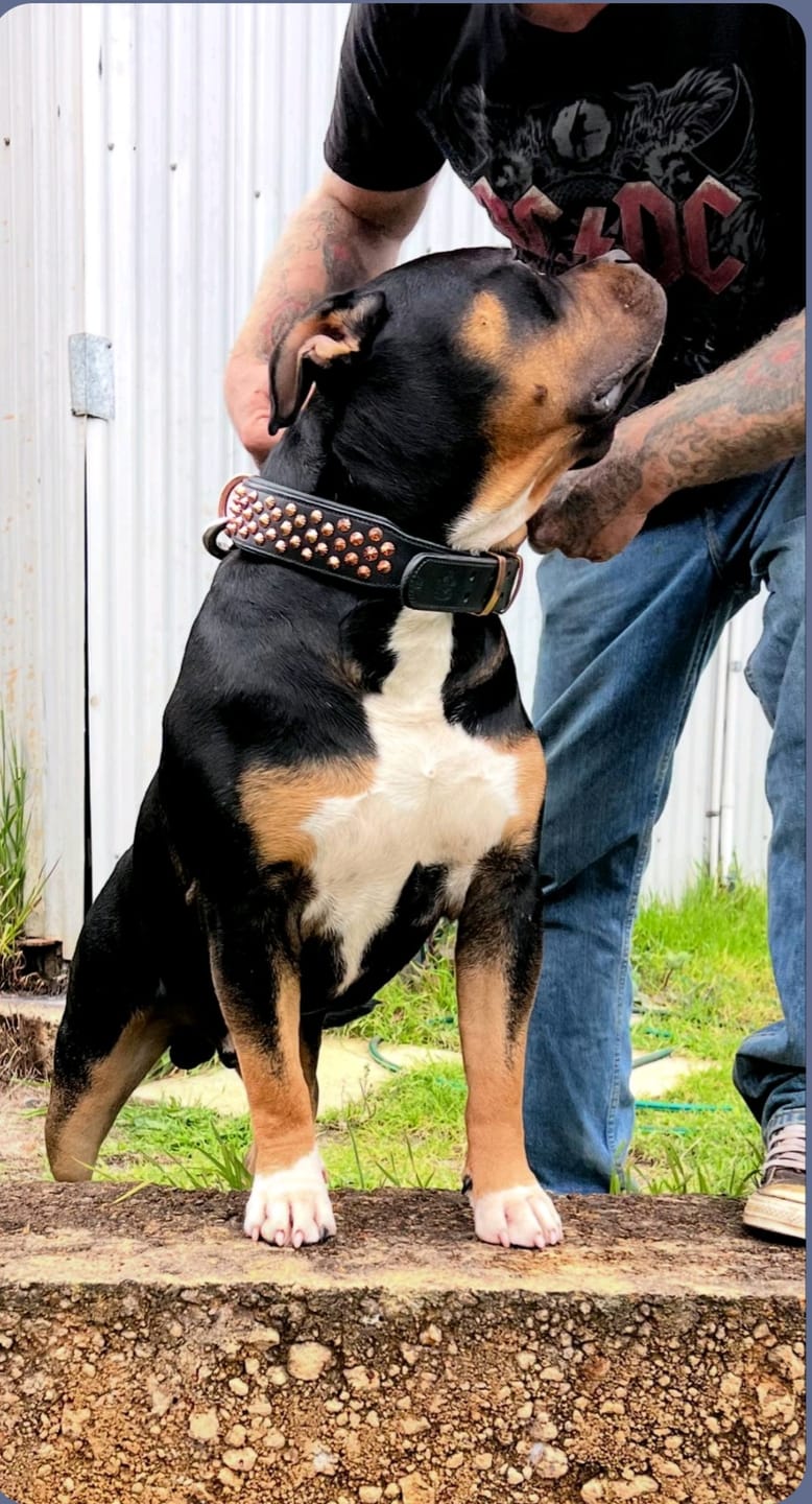 Customer photo review of Hand Made Leather Dog Collar - Ruthless Black  & Rose Gold (Wide Fit)