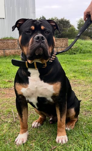 Customer photo review of Hand Made Leather Dog Collar - Ruthless Black  & Rose Gold (Wide Fit)