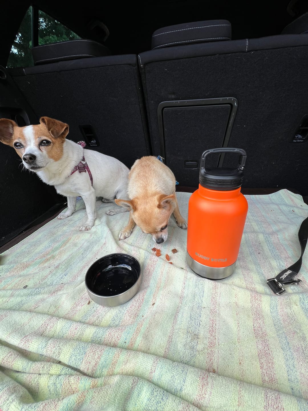 Customer photo review of MAX 900ml - 3 in 1 Portable Travel Water Buddy Bottle For Dogs