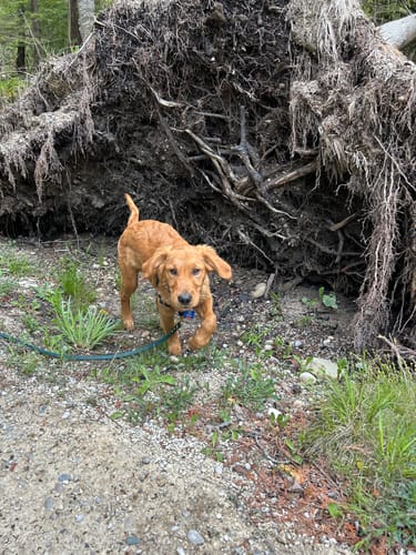 Customer photo review of Cedar - Classic Biothane Dog Leash