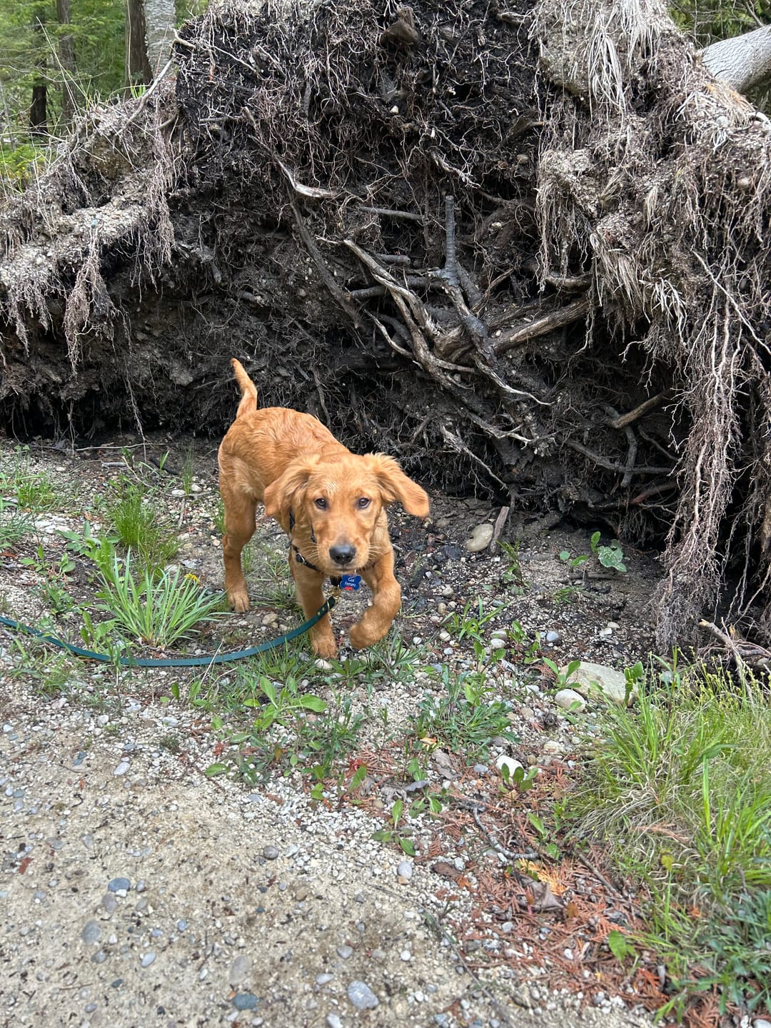 Customer photo review of Cedar - Classic Biothane Dog Leash