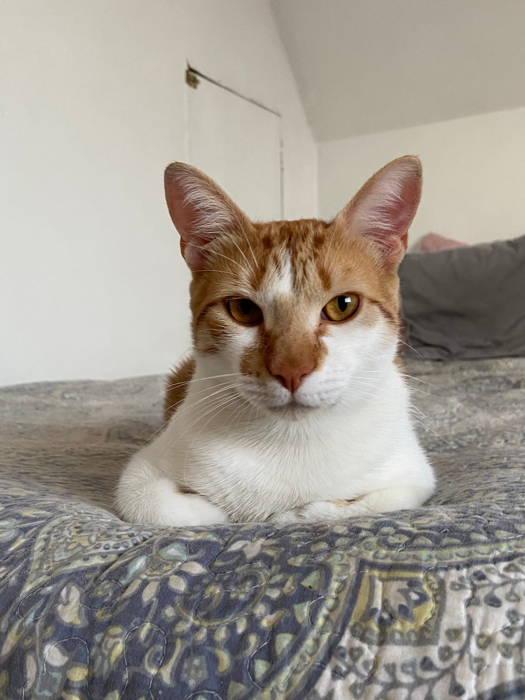 Customer photo review of NOMADE GATO ADULTO 10KG