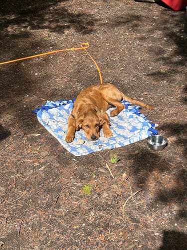 Customer photo review of Biothane Long Line with Detachable Handle