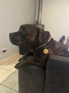 Customer photo review of Staffordshire Bull Terrier 1935® Nametag - Shiny