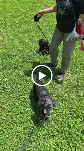 Customer video review of FunFunPet 高機能ハーネス（お名前タグ作成サービス付き）