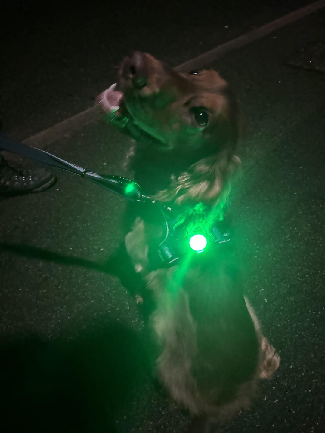 Customer photo review of TrekBright® Dog Safety Light
