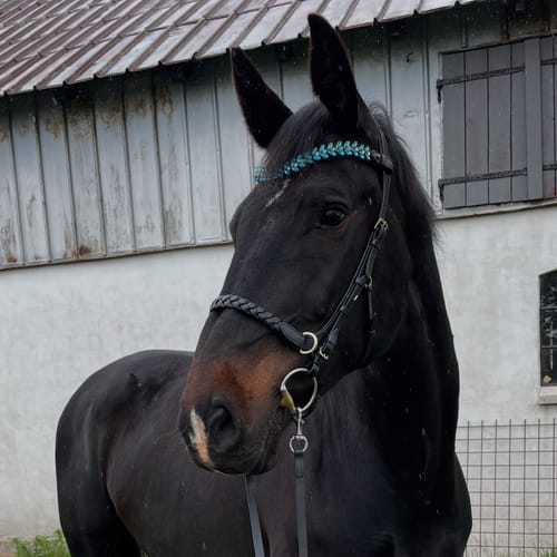 Customer photo review of CAMPAIGN- Odessa Bonita Multi bridle - MASEGO bit to bitless system