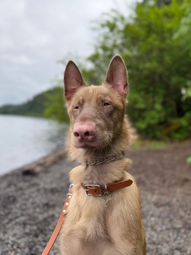 Customer photo review of Terracotta - Classic Biothane Dog Collar