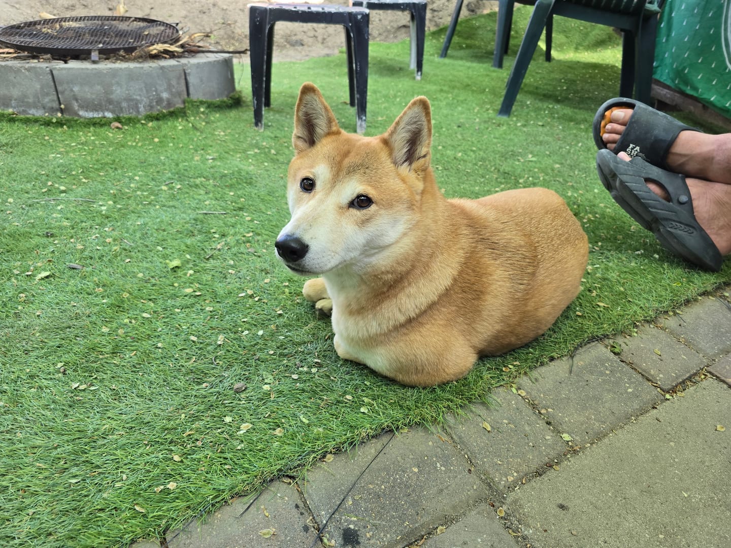 Customer photo review of Himalayan Yak Chew (MEDIUM)