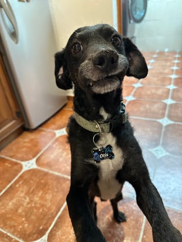 Customer photo review of Placa: Grecas