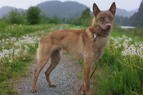Customer photo review of Terracotta - Classic Biothane Dog Collar