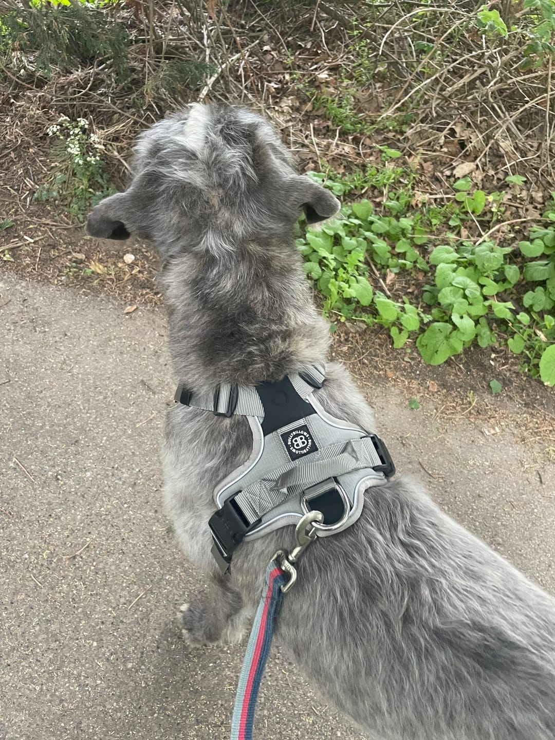 Customer photo review of Anti Pull Hurricane Harness - With Handle - Grey