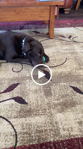 Customer video review of Himalayan Yak Chew (MEGA)