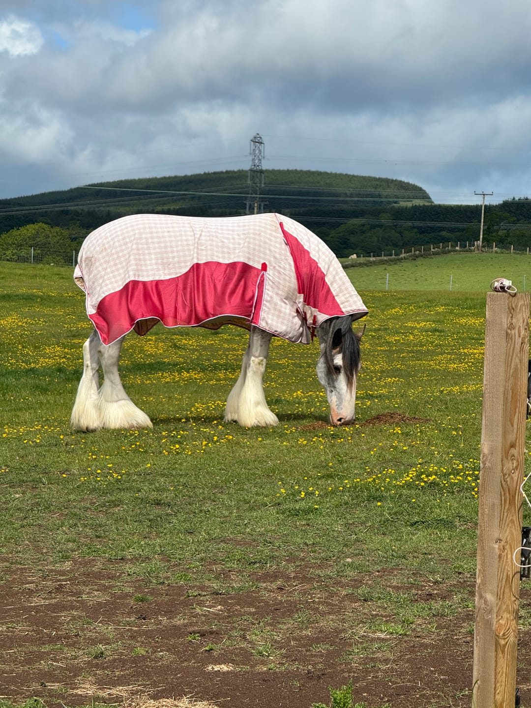 Customer photo review of Allrounder Fly Rug Combo | Big Horse