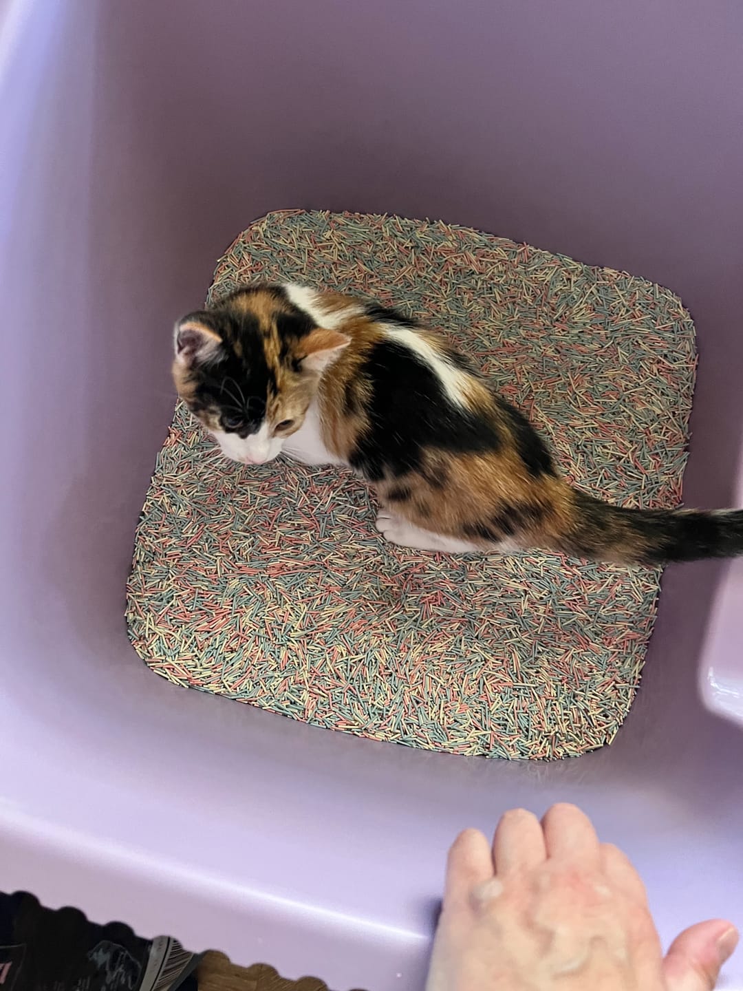 Customer photo review of Michu XXL Stella Deluxe Cat Litter Box - Spacious Design