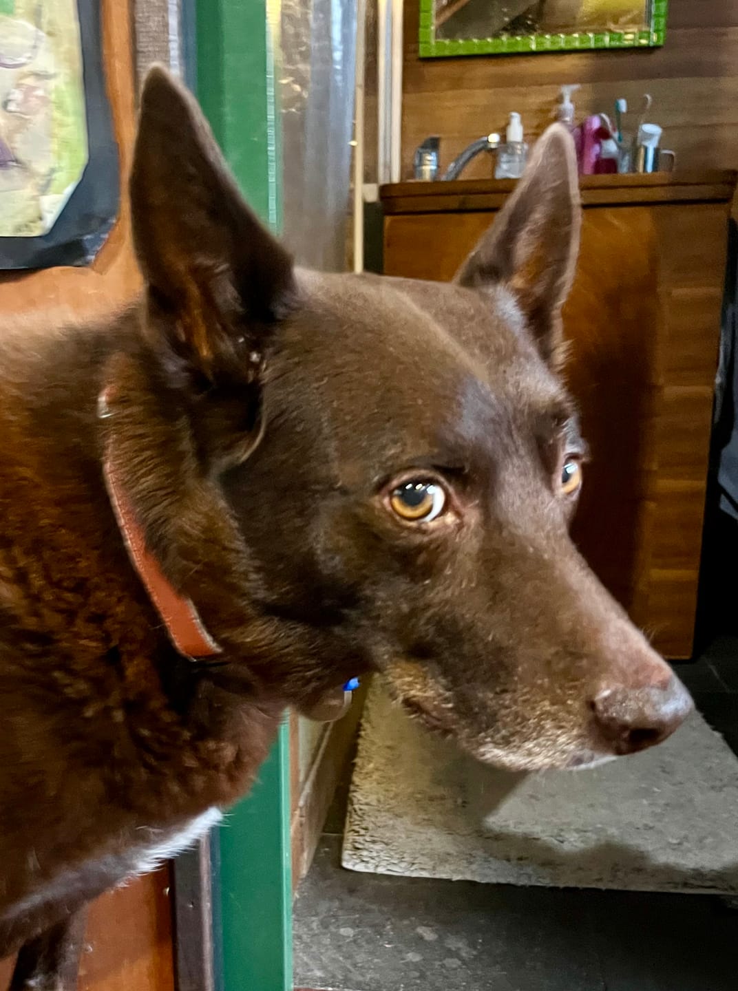 Customer photo review of Hemp & Organic Cotton Dog Collar ~ Burnt Orange