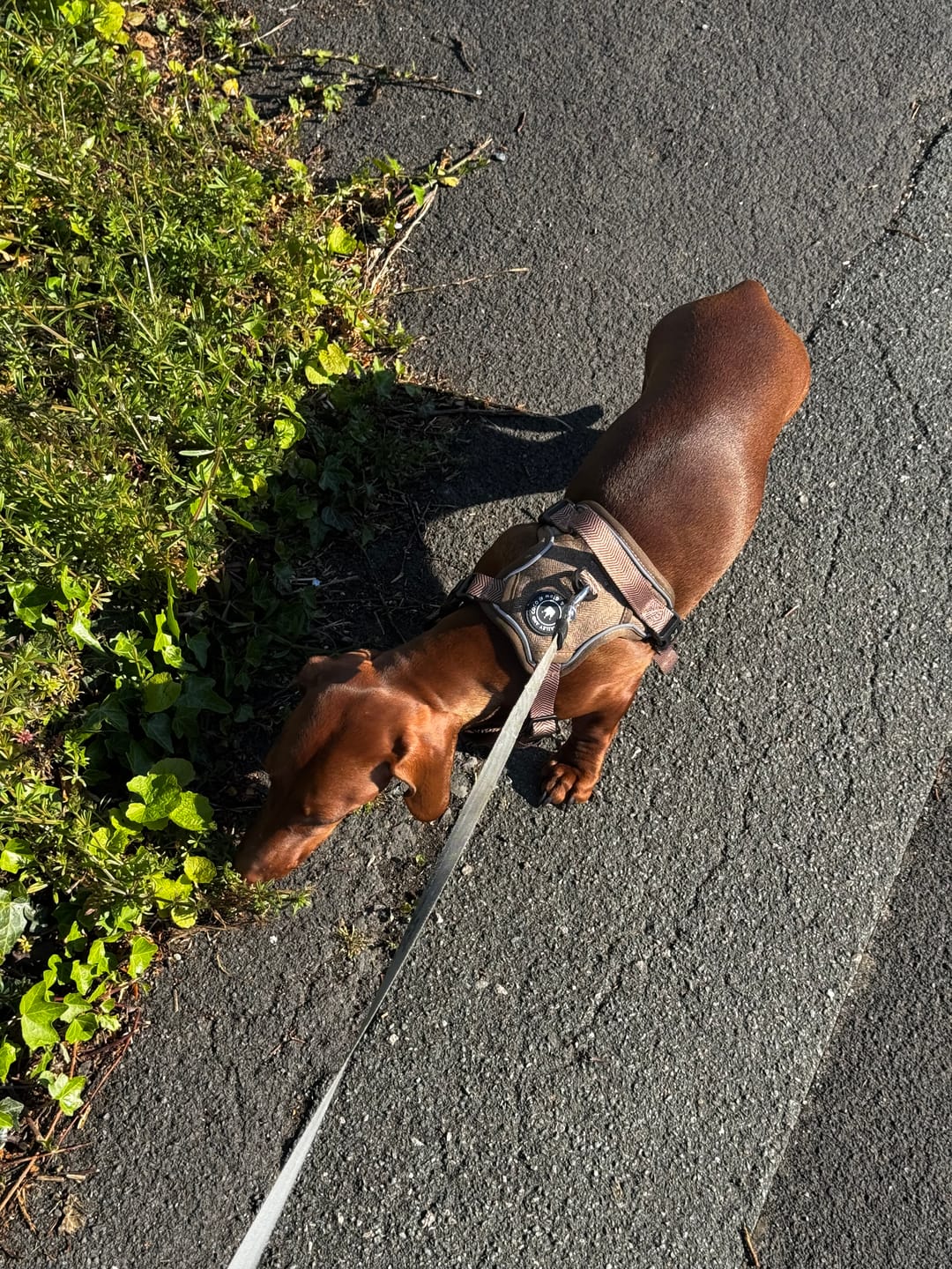 Customer photo review of Trail & Glow Tweed Dog Harness - Oxford Tweed