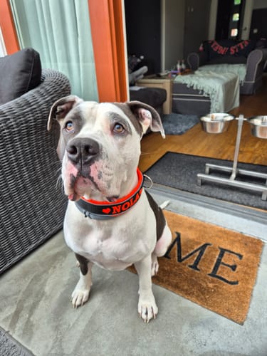 Customer photo review of Neoprene Dog Collar with Name - L | 4Kyon