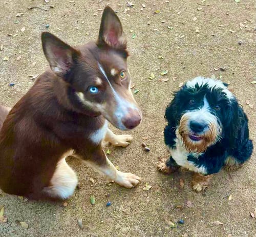 Customer photo review of GCP Flea & Tick Natural Defense for Dogs - 100 Soft Chews