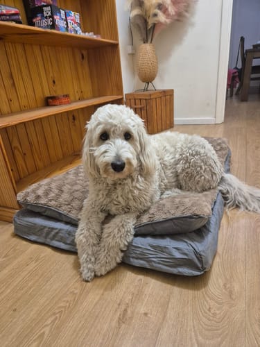 Customer photo review of Pawz Dog Memory Foam Mattress