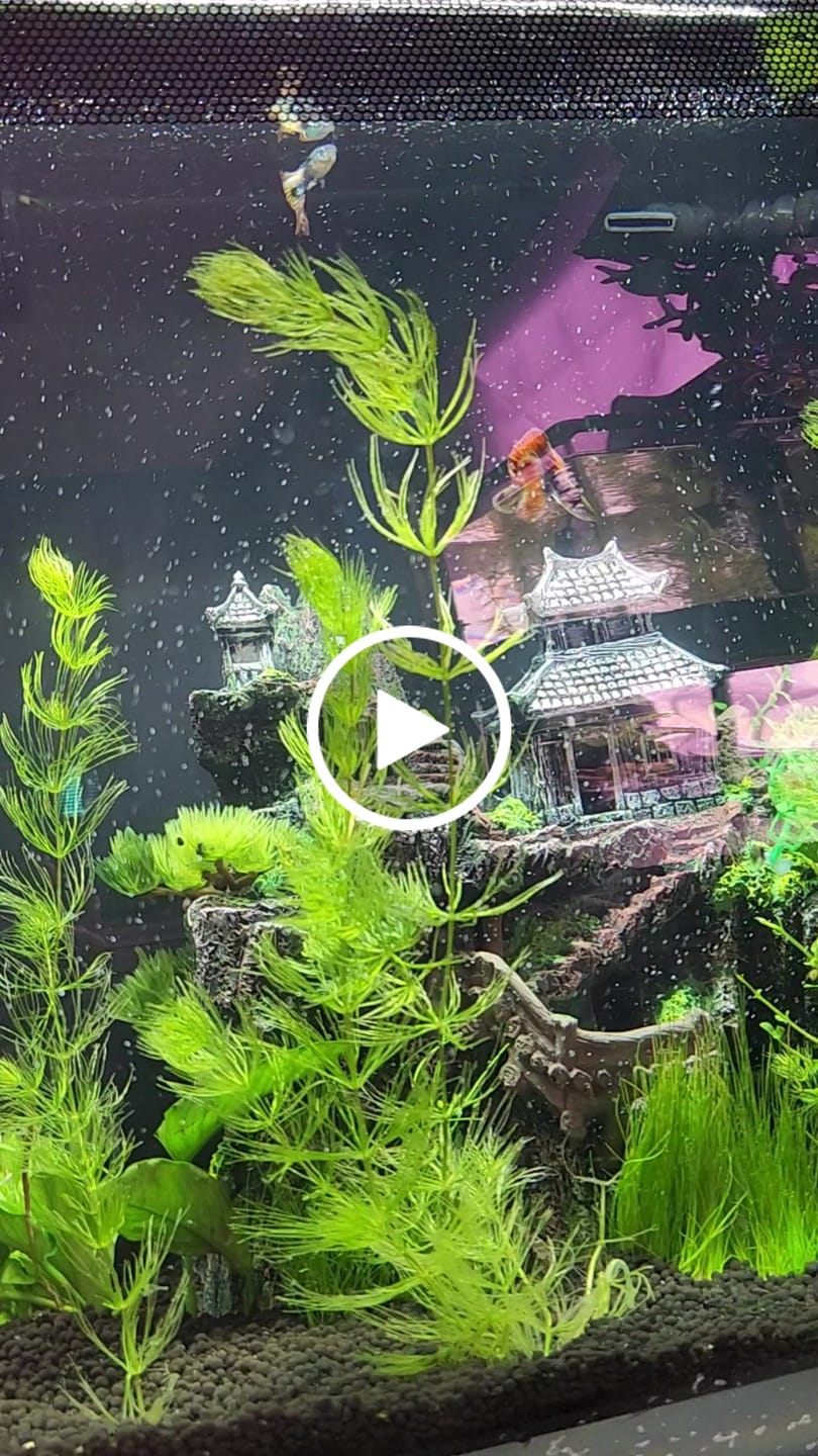 Customer video review of Red Dragon Guppy Fish