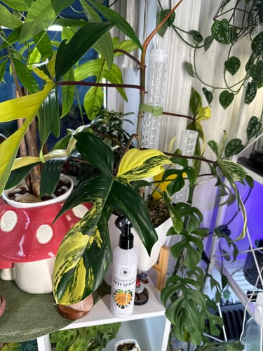 Customer photo review of Houseplant Pest Spray