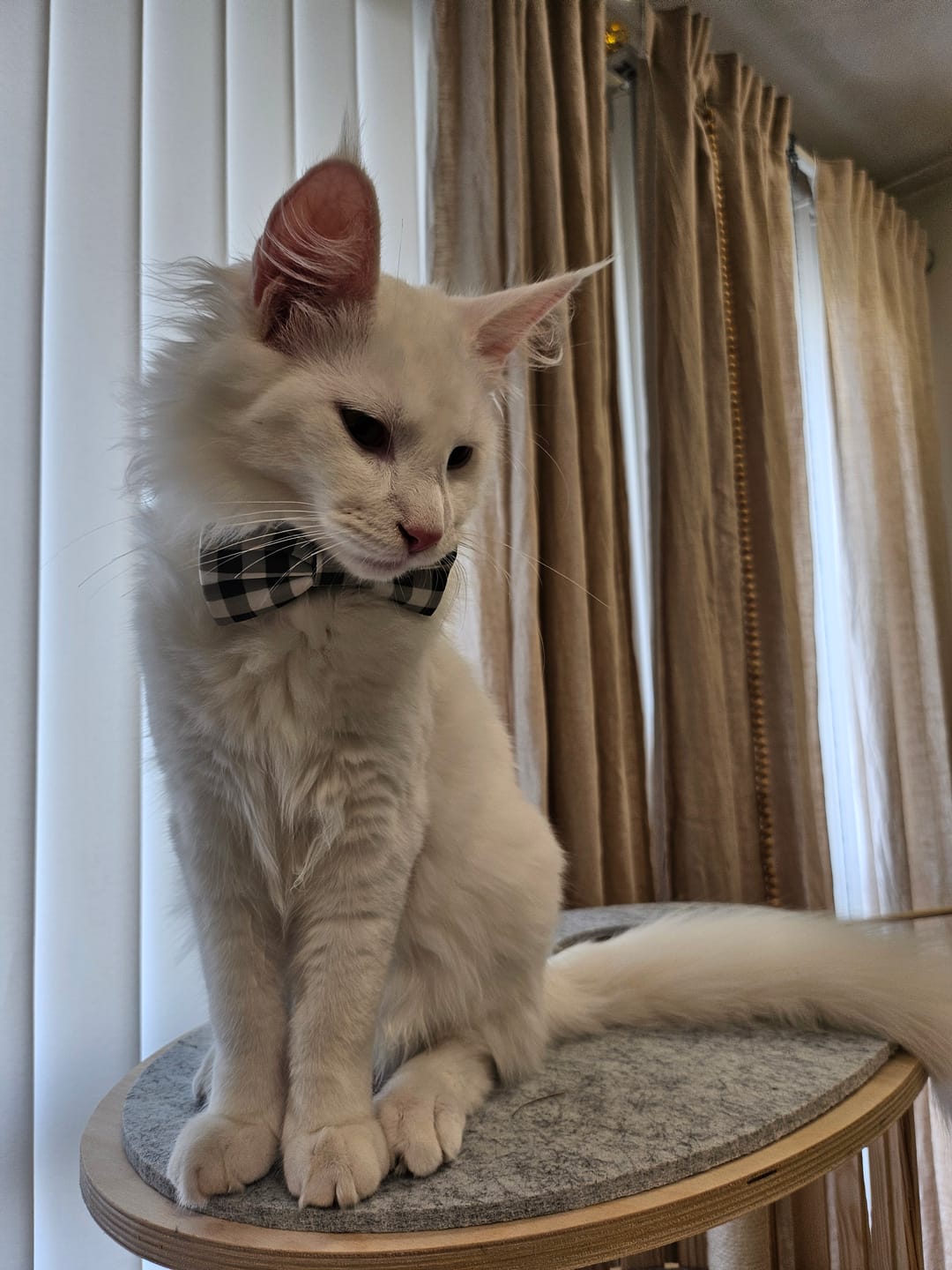 Customer photo review of Bowtie