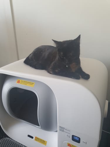 Customer photo review of Furbulous Smart Cat Litter Box (Updated version) - Automatic Self-Cleaning with App Control and Remote Monitoring