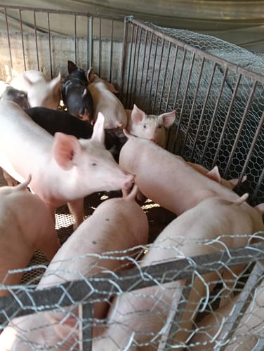 Customer photo review of Dibac Gen