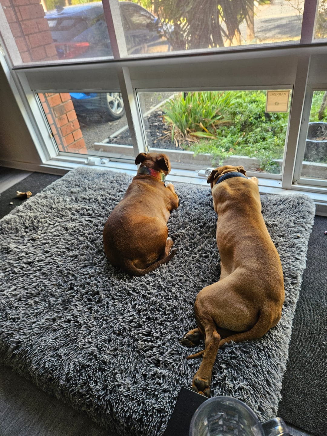 Customer photo review of PaWz Pet Calming Blanket