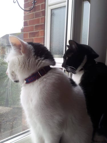 Customer photo review of 3 Month Supply - 1 Cat