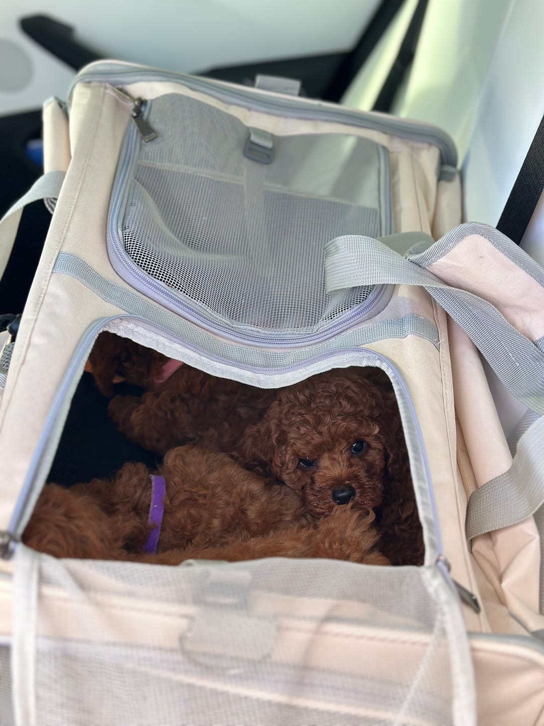 Customer photo review of Pawz Pet Carrier 4 Wheel Portable Rolling Foldable Dog Cat Travel Bag Max 50kg