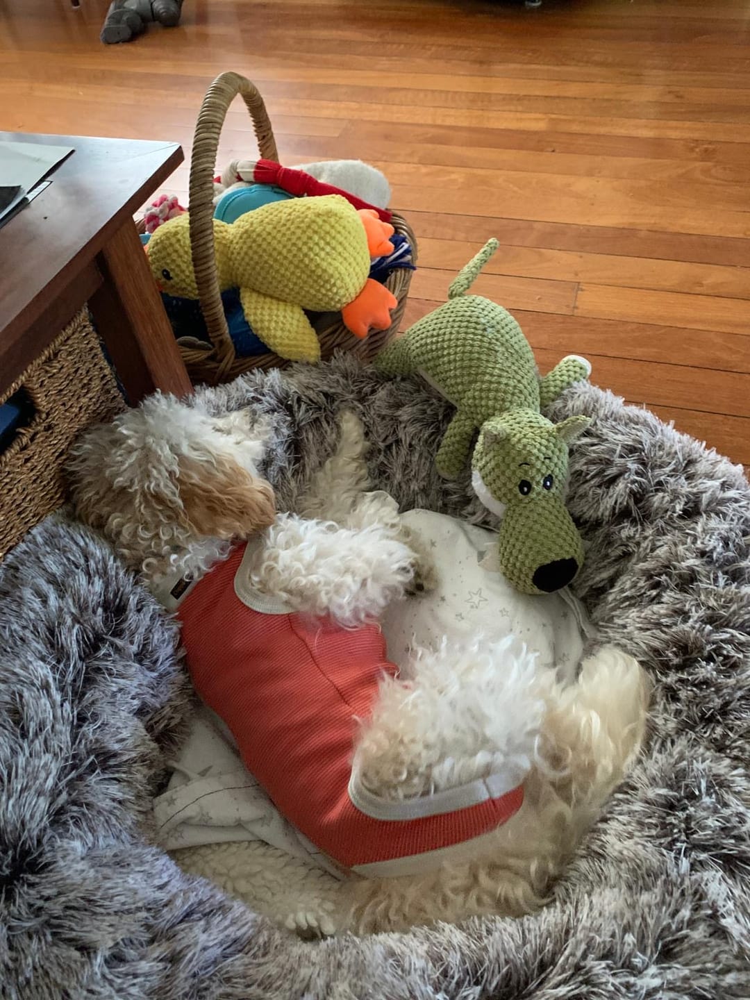 Customer photo review of Cover For PaWz Calming Pet Bed