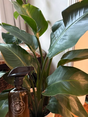 Customer photo review of Neem Oil Pre-Emulsified Signature Starter Kit