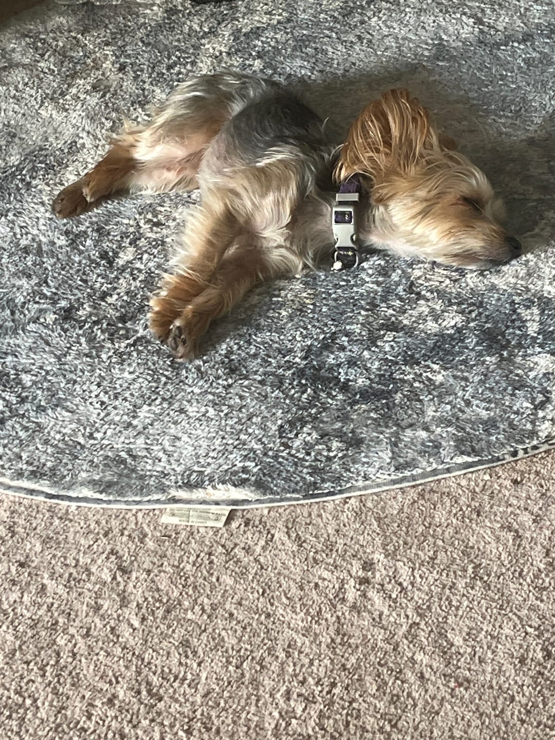 Customer photo review of FurLife™ - Flea & Tick Defense Chews for Dogs