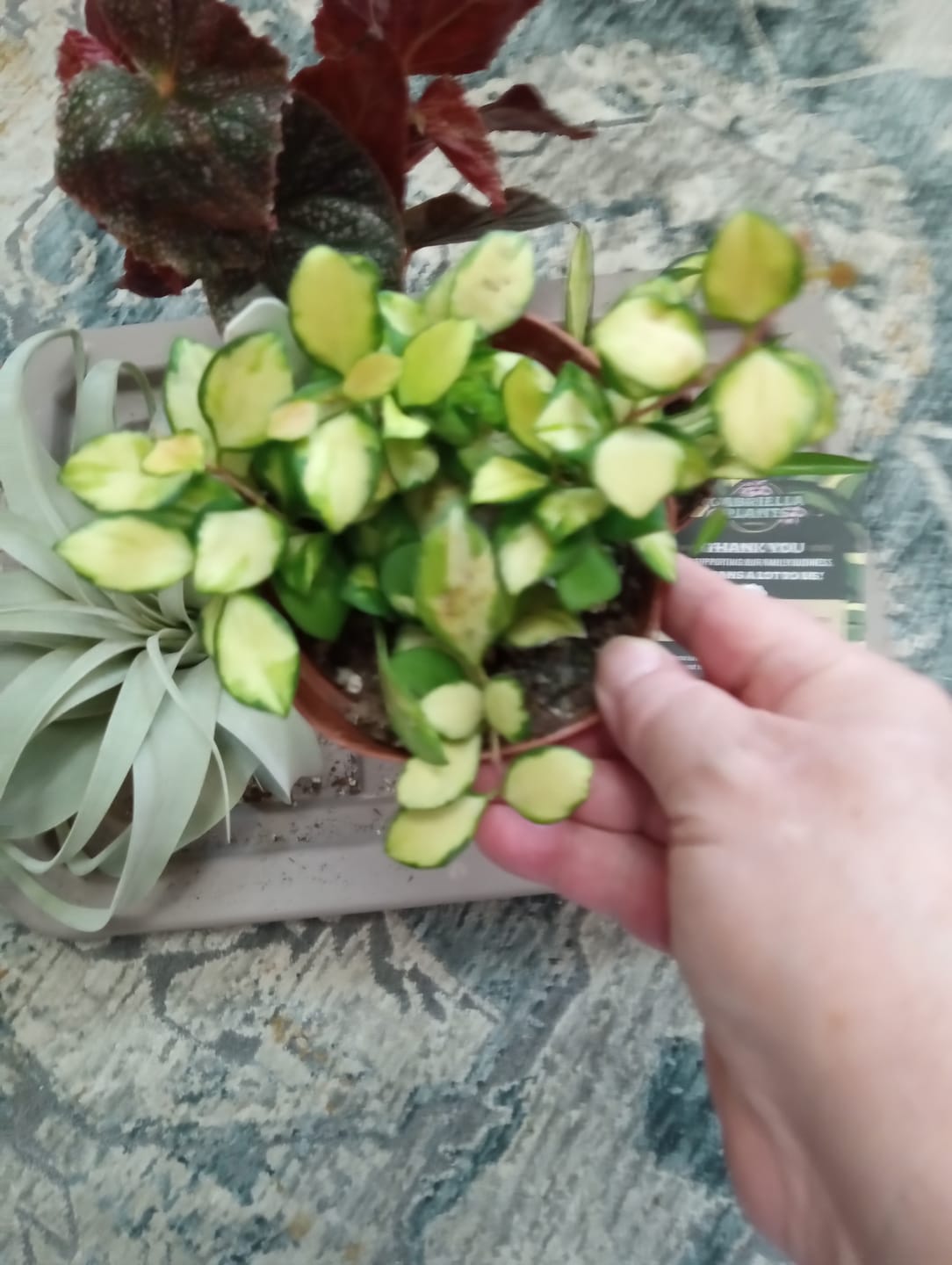 Customer photo review of Hoya heuschkeliana variegata