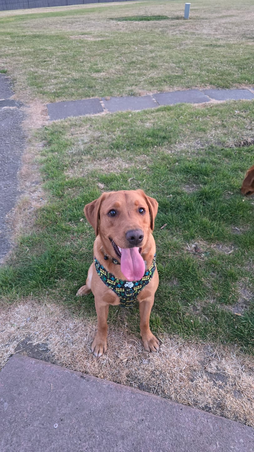 Customer photo review of Bit of a prick harness