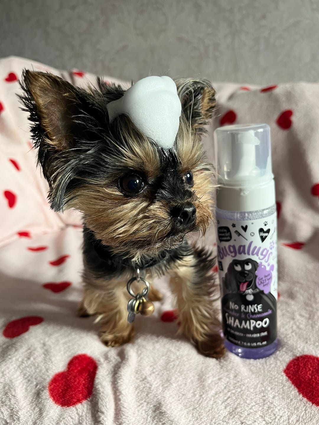 Customer photo review of No Rinse Lavender & Chamomile Dog Shampoo