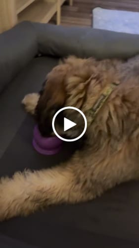 Customer video review of Freezball - Durable Fillable Dog Chew Bone
