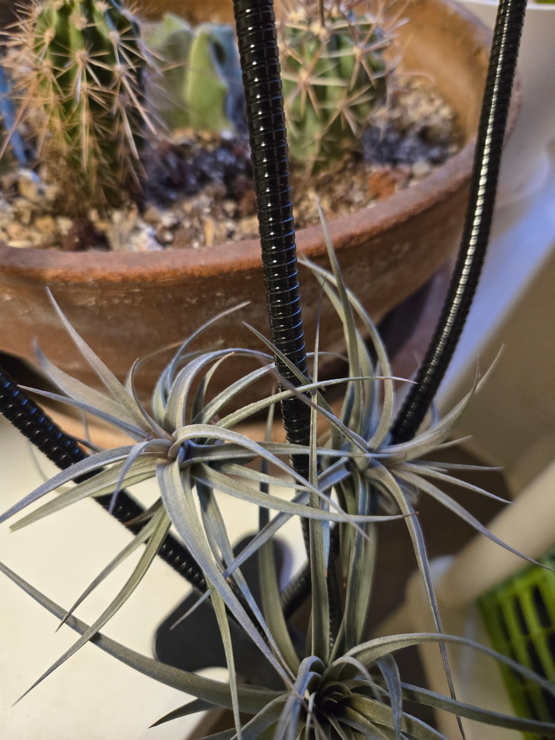 Customer photo review of Aeranthos Mini Purple Form