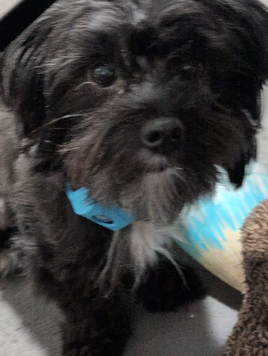 Customer photo review of FurLife Shipping Protection