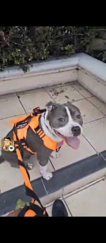 Customer photo review of NEW Upgraded Tactical No-Pull Team K9™ Dog Harness with 4 Quick-Release Metal Buckles, Reinforced Front & Back D-Rings, Hook & Loop Panels, Adjustable Straps, Reflective Strips, & Top Handle