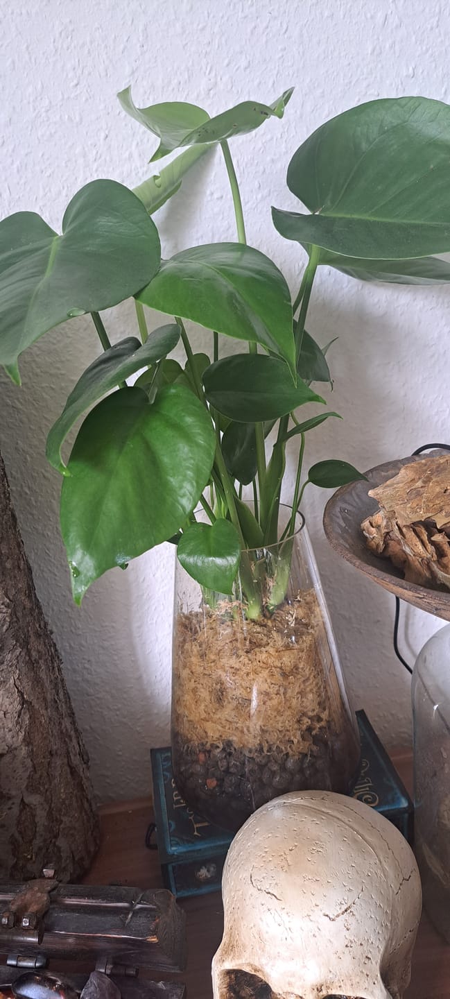 Customer photo review of Sphagnum Moos - Muddis Rapunzel Moos aus Deutschland
